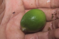 Tabernaemontana siphilitica