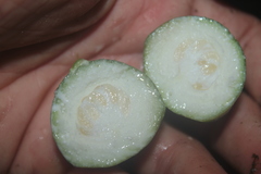 Tabernaemontana siphilitica