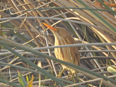 Ixobrychus involucris
