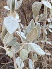 Barleria albostellata