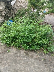 Stachytarpheta × intercedens