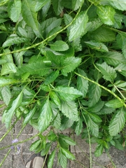 Stachytarpheta × intercedens