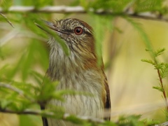 Attila spadiceus