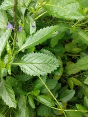 Stachytarpheta × intercedens
