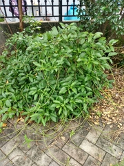 Stachytarpheta × intercedens