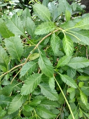 Stachytarpheta × intercedens