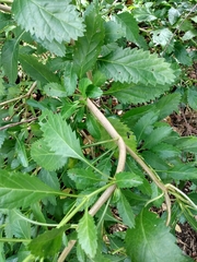 Stachytarpheta × intercedens