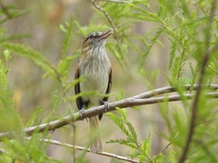 Attila spadiceus