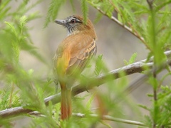 Attila spadiceus