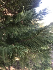 Cupressus × leylandii