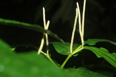 Piper cornifolium