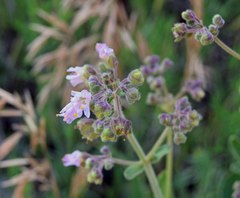Mirabilis hirsuta