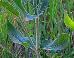 Mirabilis hirsuta