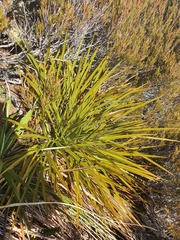Aciphylla crenulata