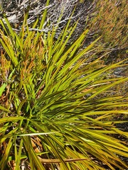 Aciphylla crenulata