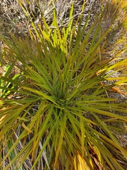 Aciphylla crenulata