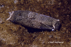 Aglaja ocelligera