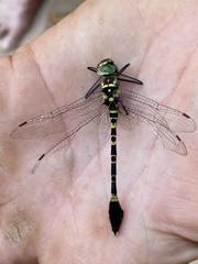 Phyllomacromia picta