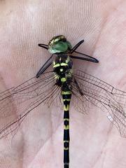 Phyllomacromia picta