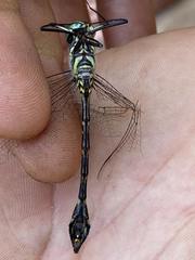 Phyllomacromia picta