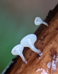 Hymenoscyphus scutula