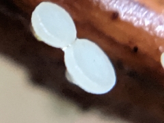 Hymenoscyphus scutula