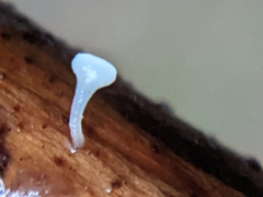 Hymenoscyphus scutula