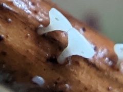 Hymenoscyphus scutula