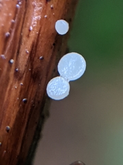 Hymenoscyphus scutula