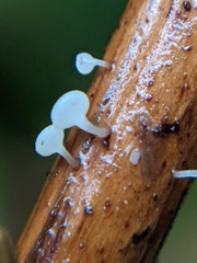 Hymenoscyphus scutula