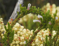 Erica perspicua