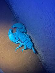 Hormuridae