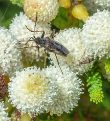 Dieuches basiceps