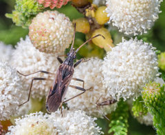 Dieuches basiceps