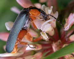 Afronycha emarginata