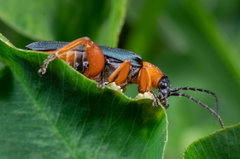 Afronycha emarginata