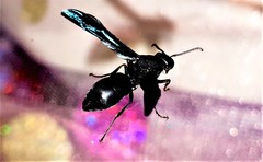 Anterhynchium fallax