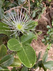 Thilachium africanum