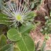 Thilachium africanum - Photo (c) Campbell Scott, algunos derechos reservados (CC BY-NC), subido por Campbell Scott