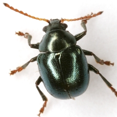 Brachypnoea convexa