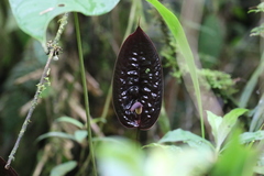 Anthurium caramantae