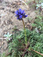 Gilia capitata chamissonis