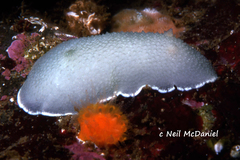 Aldisa albomarginata