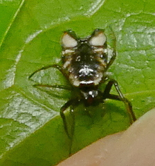Micrathena patruelis