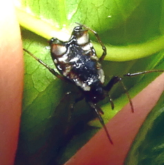 Micrathena patruelis
