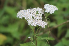 Achillea millefolium
