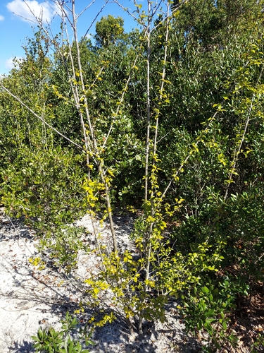 Carolina holly (Ilex ambigua)