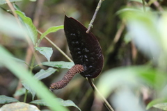 Anthurium caramantae
