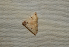 Eublemma gayneri