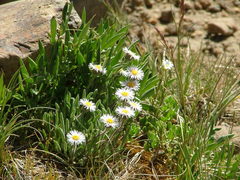 Erigeron leptopetalus